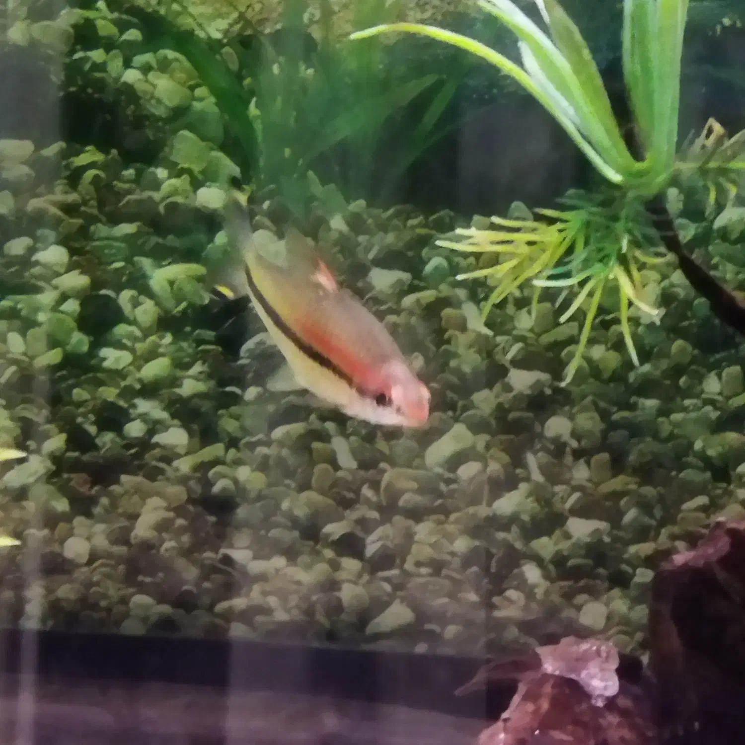 ماهی ردلاین|ماهی|مشهد, حجت|دیوار