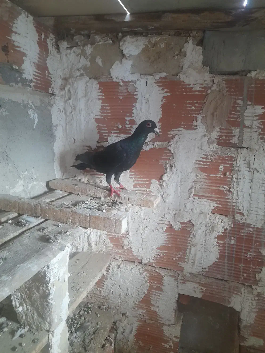 کفتر|پرنده|شیروان (خراسان), |دیوار