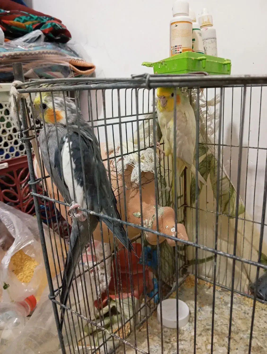 عروس و مرغ عشق|پرنده|علی‌آباد کتول, |دیوار