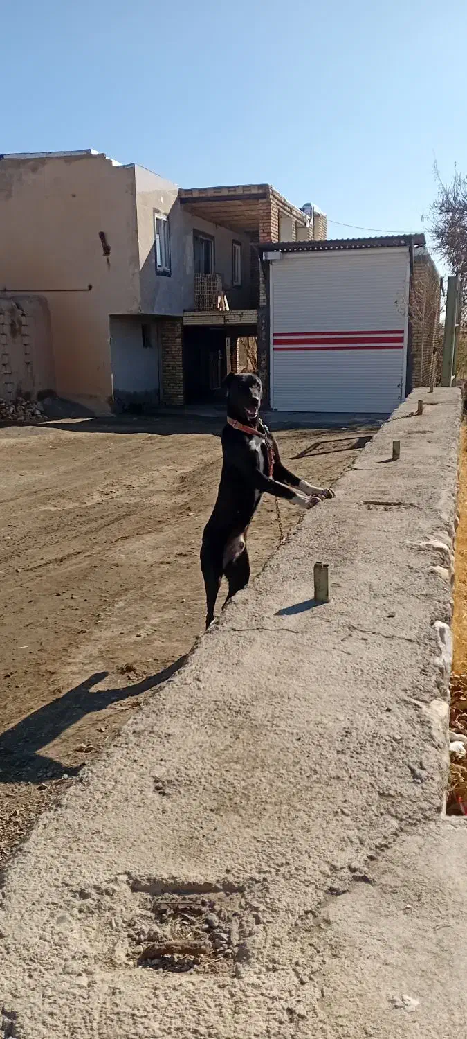 توله سرابی گم شده|حیوانات|دهگلان, |دیوار