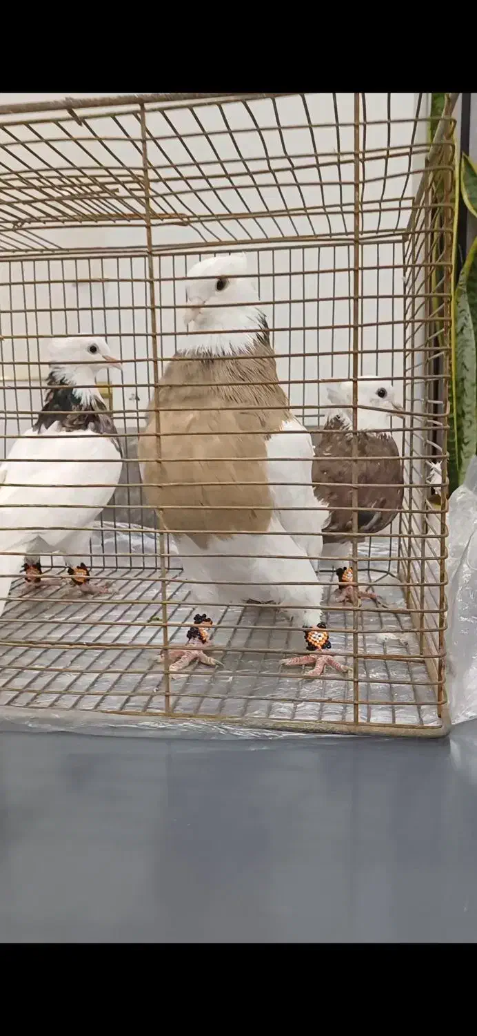 کبوتر و کفتر|پرنده|رباط‌کریم, رباط‌کریم|دیوار