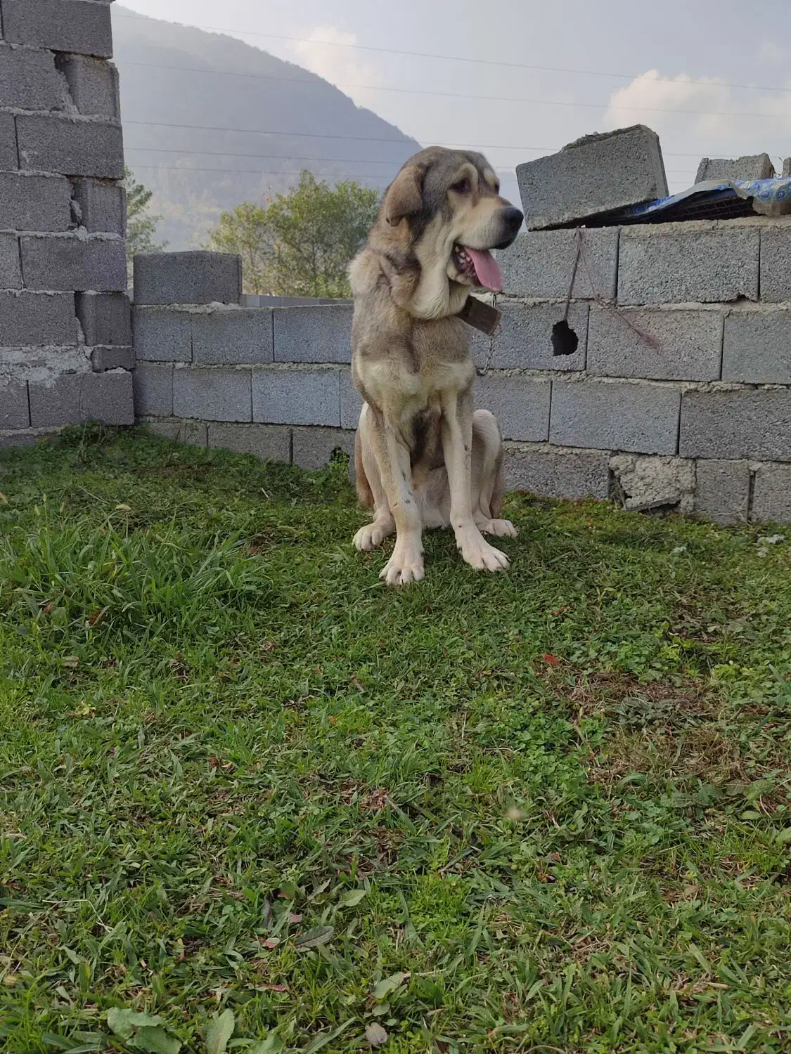 توله پژدر|سگ|چابکسر, |دیوار