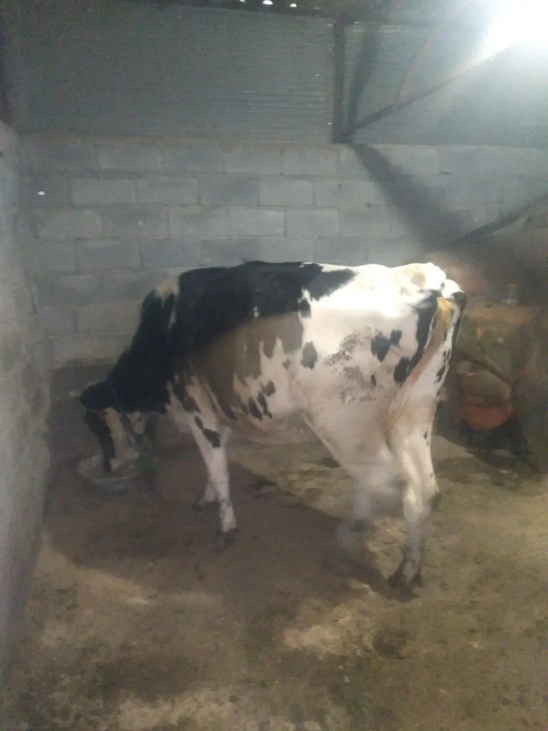 گاوهولندیشیری|حیوانات مزرعه|تالش, جوکندان|دیوار