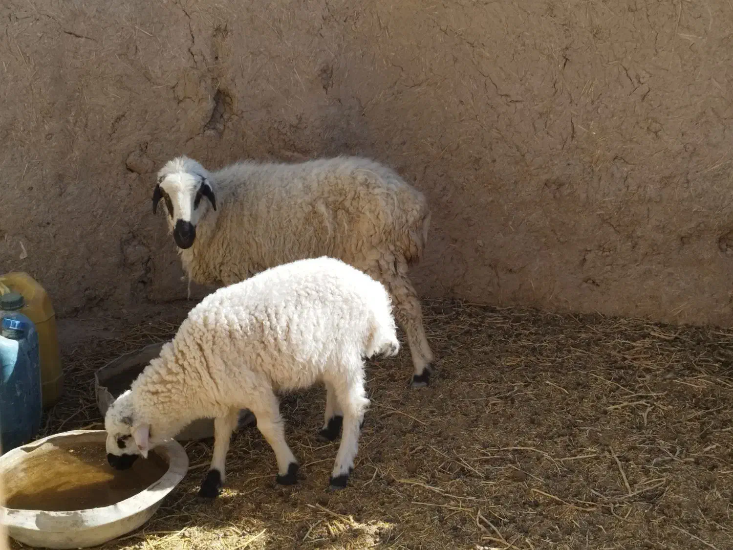 میش بره|حیوانات مزرعه|زید آباد, |دیوار