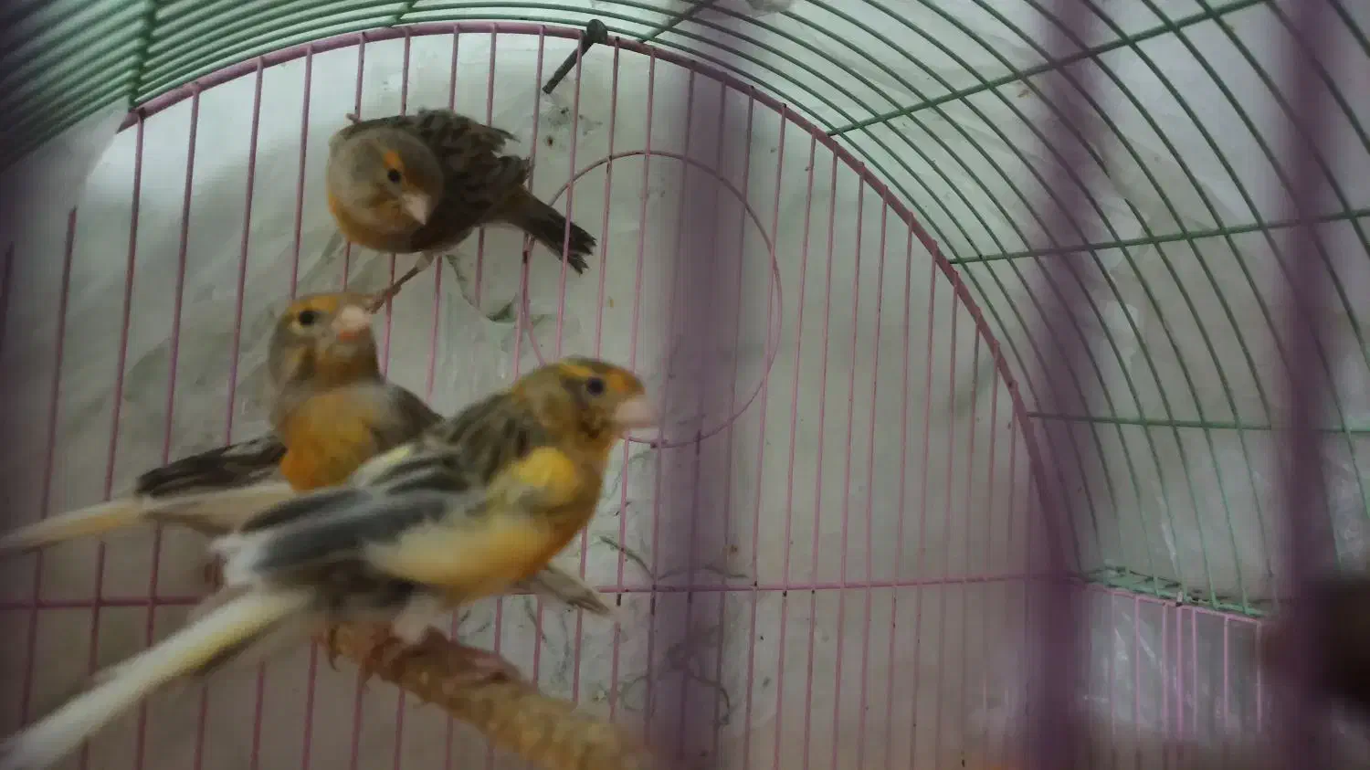 سه عدد قناری ماده فروشی دانه ای ۸۰۰ تومن|پرنده|کبودرآهنگ, |دیوار