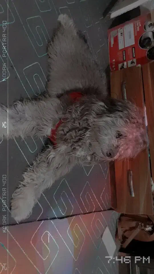 سگ شیتزو|سگ|قدس, شهرقدس|دیوار