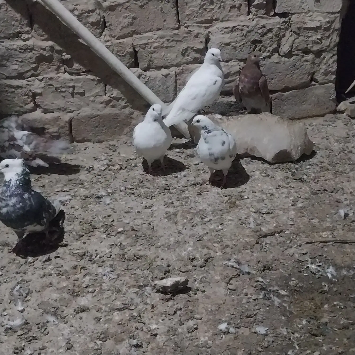 کفتر پرشی|پرنده|شهریار, شهرک وائین|دیوار