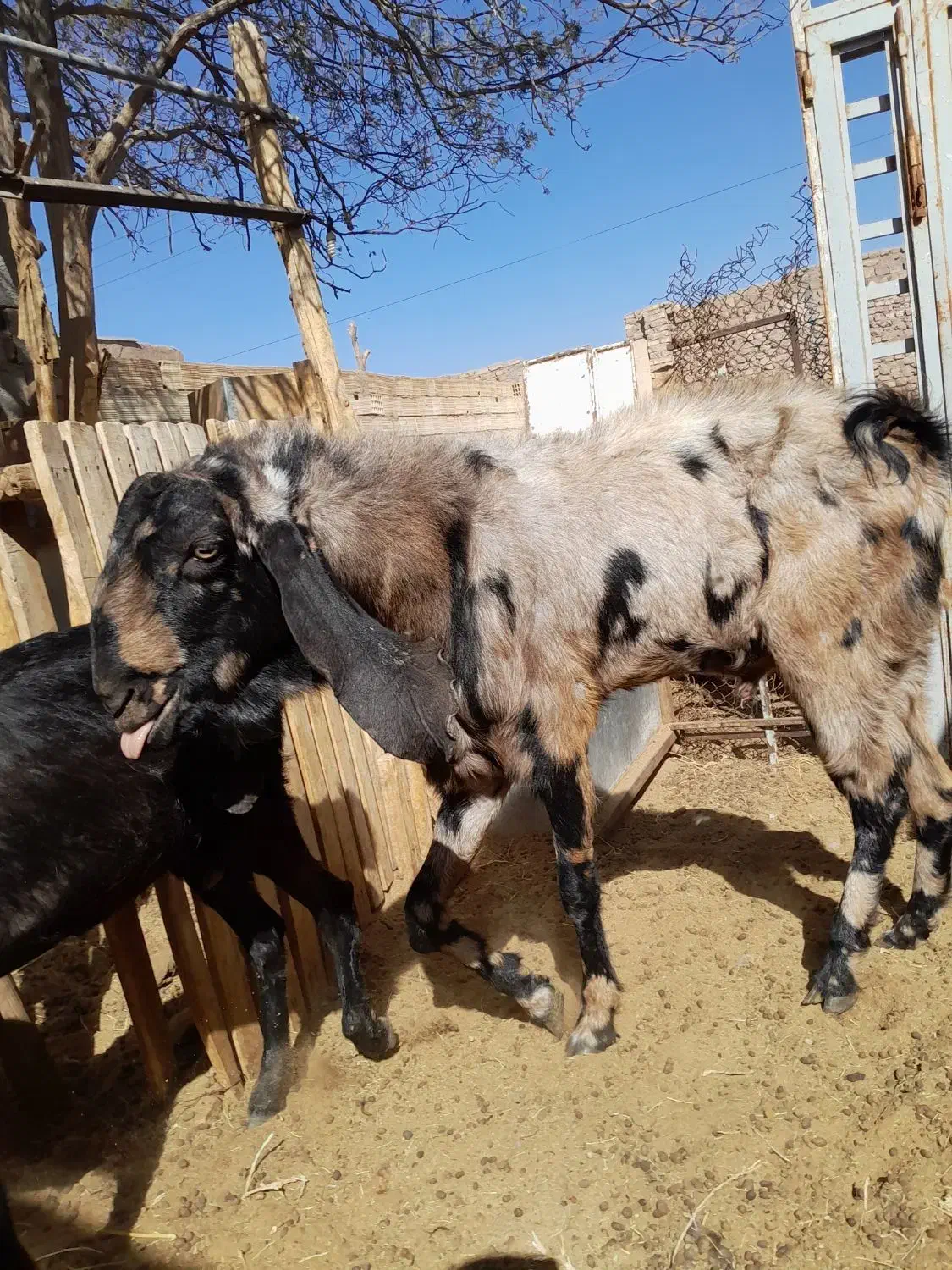 سلام دوعدد نری جوان وتیزران نژادسه قلو|حیوانات مزرعه|رفسنجان, |دیوار