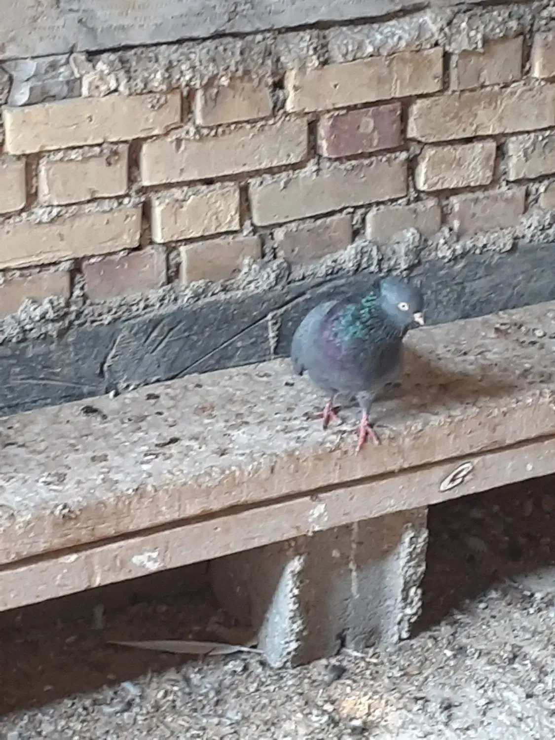 کبوتر|پرنده|جم, |دیوار