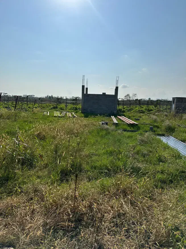 فروش یک هکتار باغ کیوی دارای 500مترمسکونی/تالش|فروش زمین و ملک کلنگی|لیسار, |دیوار