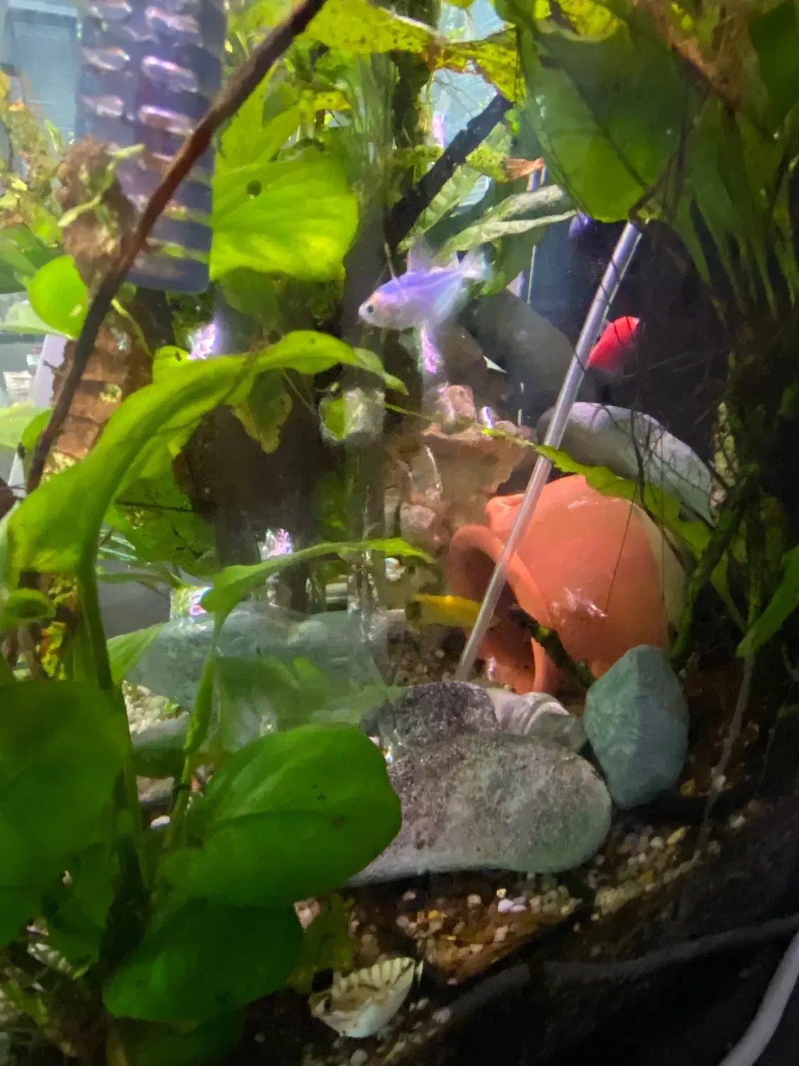 اکواریوم|ماهی|تهران, امام زاده عبدالله|دیوار