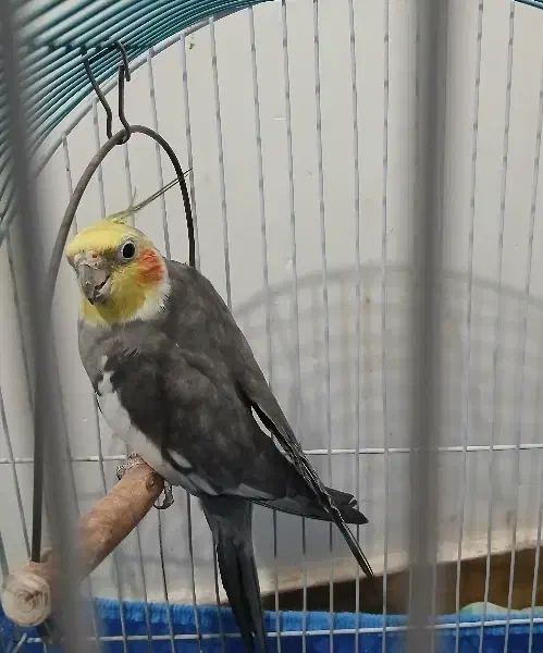 عروس هلندی|پرنده|فومن, |دیوار