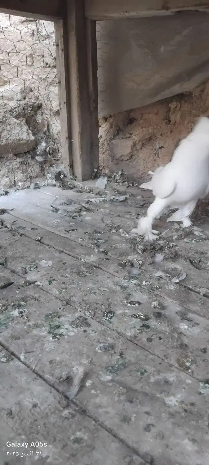 کبوتر|پرنده|فارسان, |دیوار