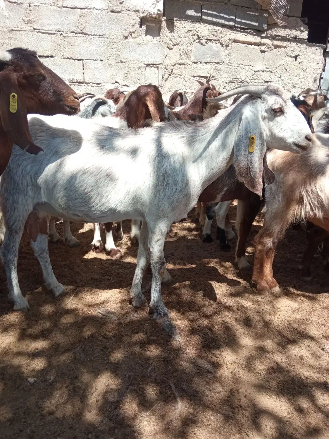 شیربزمحلی|حیوانات مزرعه|نیشابور, فضل|دیوار