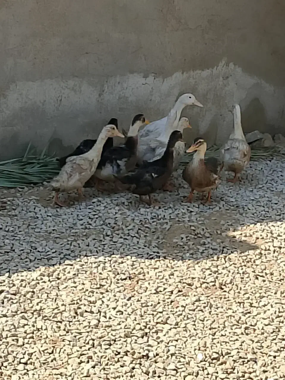 اردک|حیوانات مزرعه|رامشیر, |دیوار