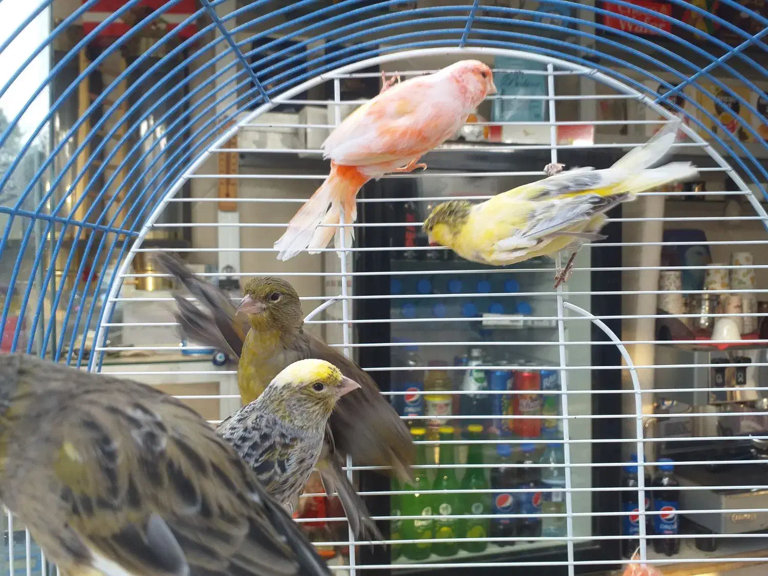 قناری نر شلاقی ماده آماده چمنی  لیزارد سرخ برفکی|پرنده|شهرضا, |دیوار