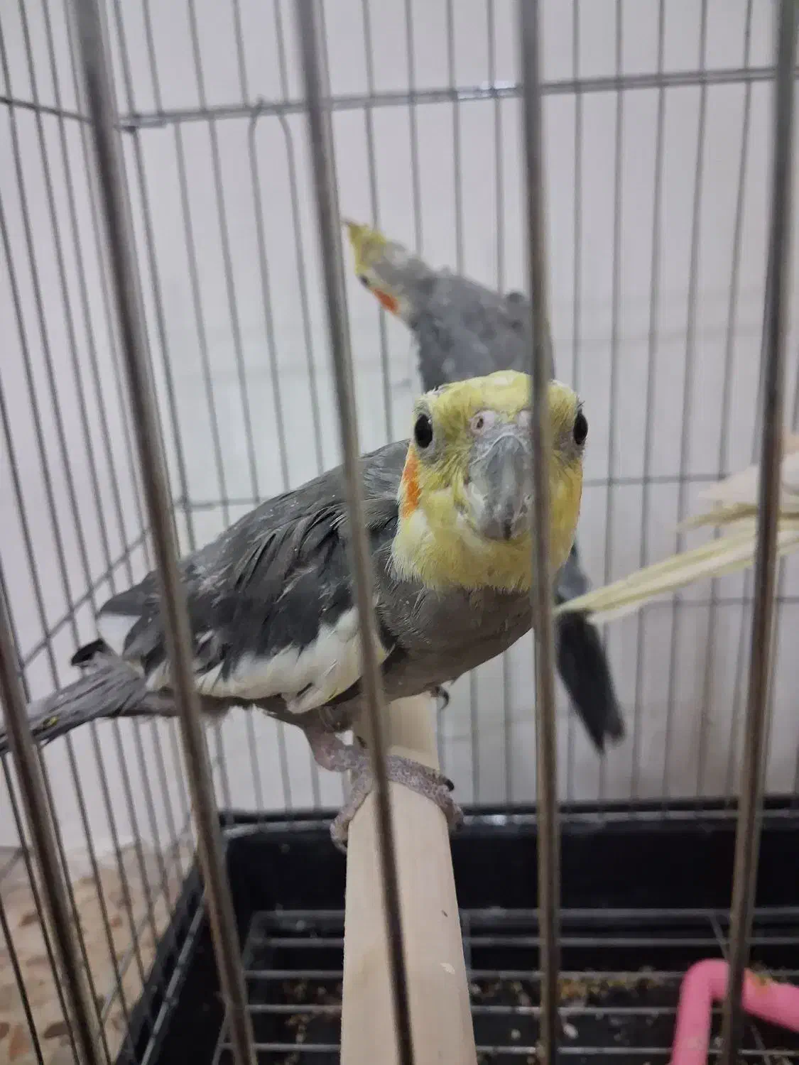 عروس هلندی طلایی|پرنده|قم, قم نو|دیوار