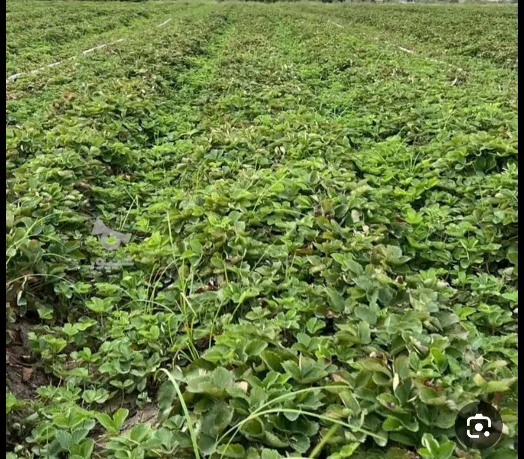 توت فرنگی سابرینا|خوردنی و آشامیدنی|مزرعه کتول, |دیوار