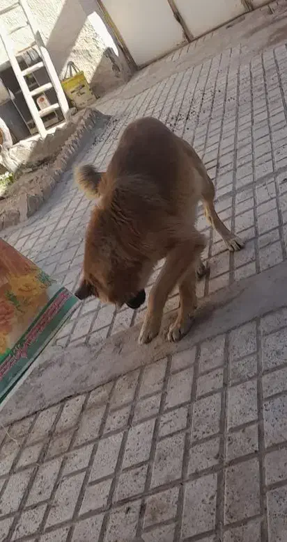 ژرمن میکس|سگ|بیرجند, |دیوار