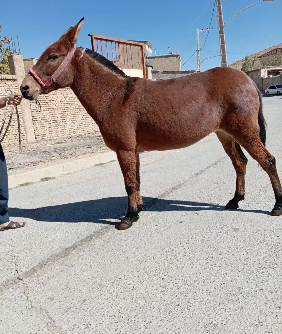 فروش قاطر زرد|حیوانات مزرعه|لاران, |دیوار