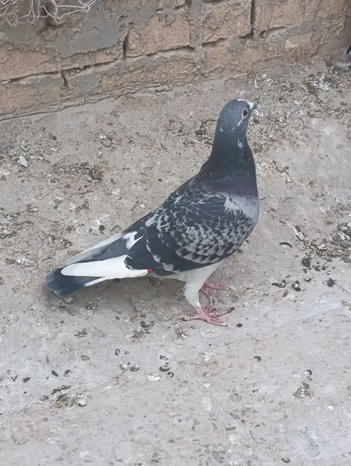 کبوتر ابلق پلاکی|پرنده|شوشتر, |دیوار