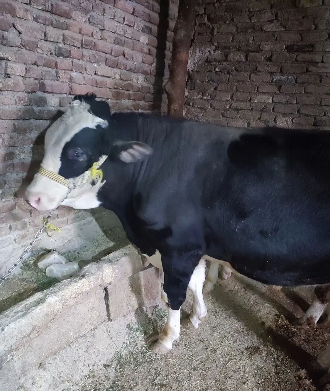 گوساله نر|حیوانات مزرعه|هرسین, |دیوار