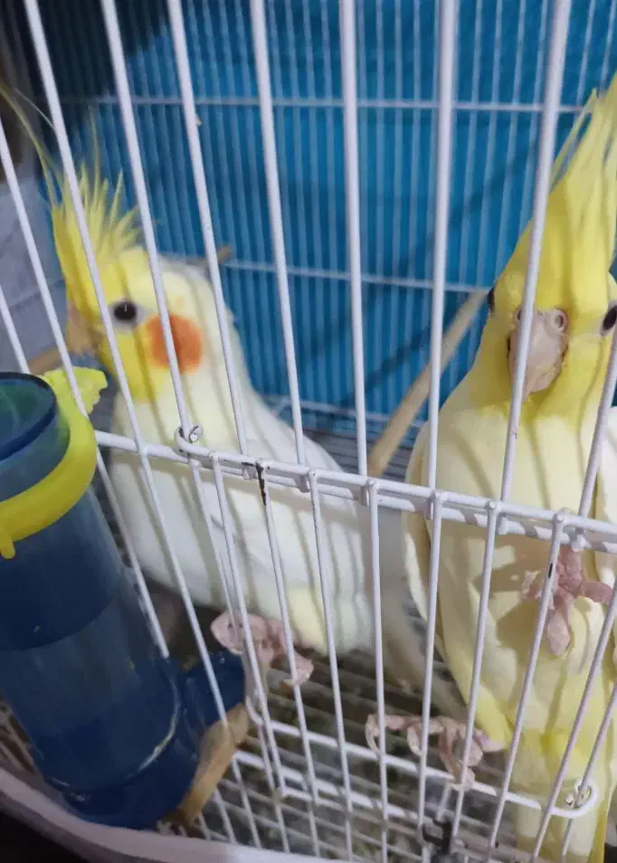 عروس هلندی|پرنده|مشهد, عبادی|دیوار