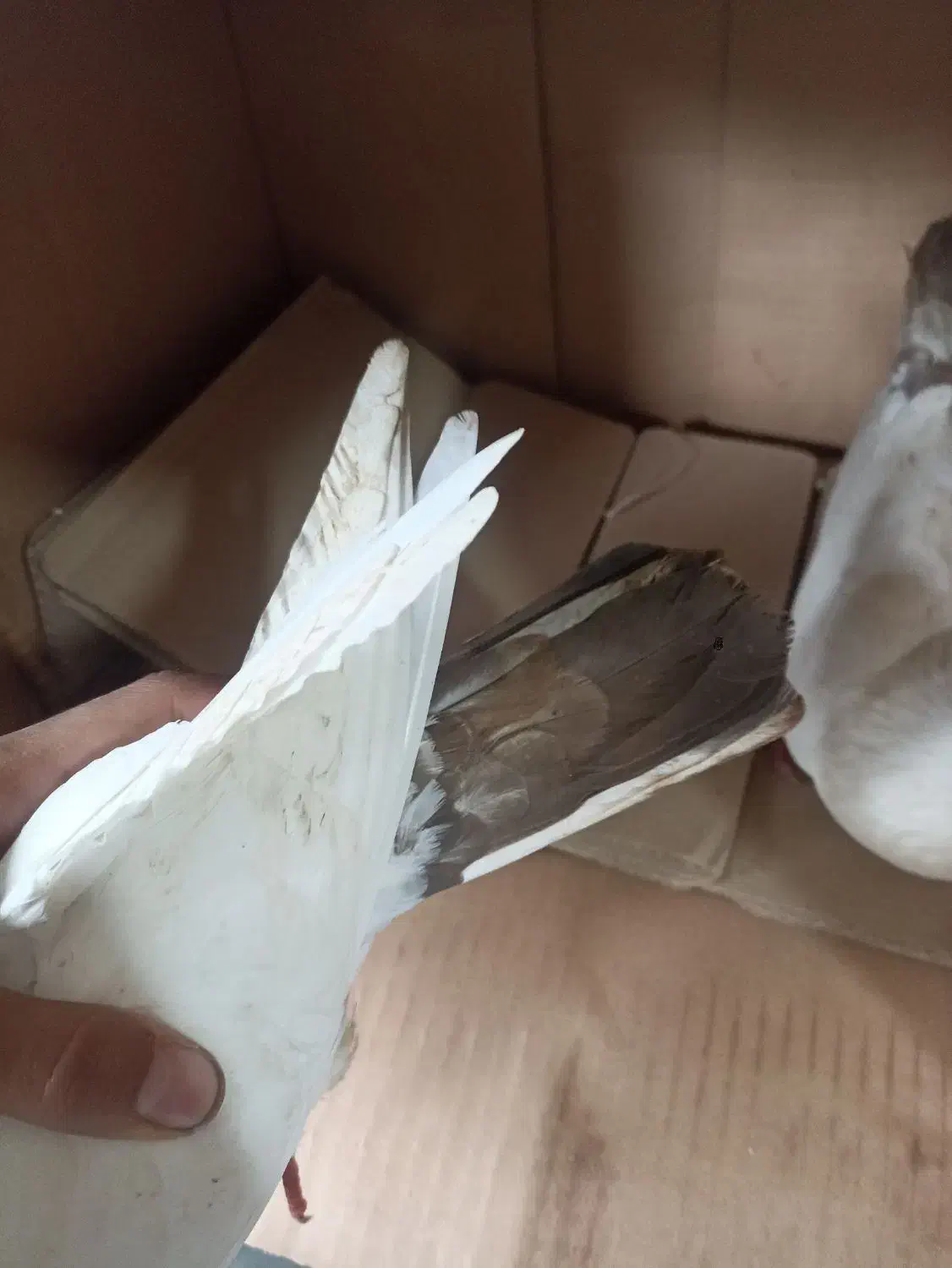 کبوتر جفت اصل و نسب دار|پرنده|رشت, یخسازی|دیوار