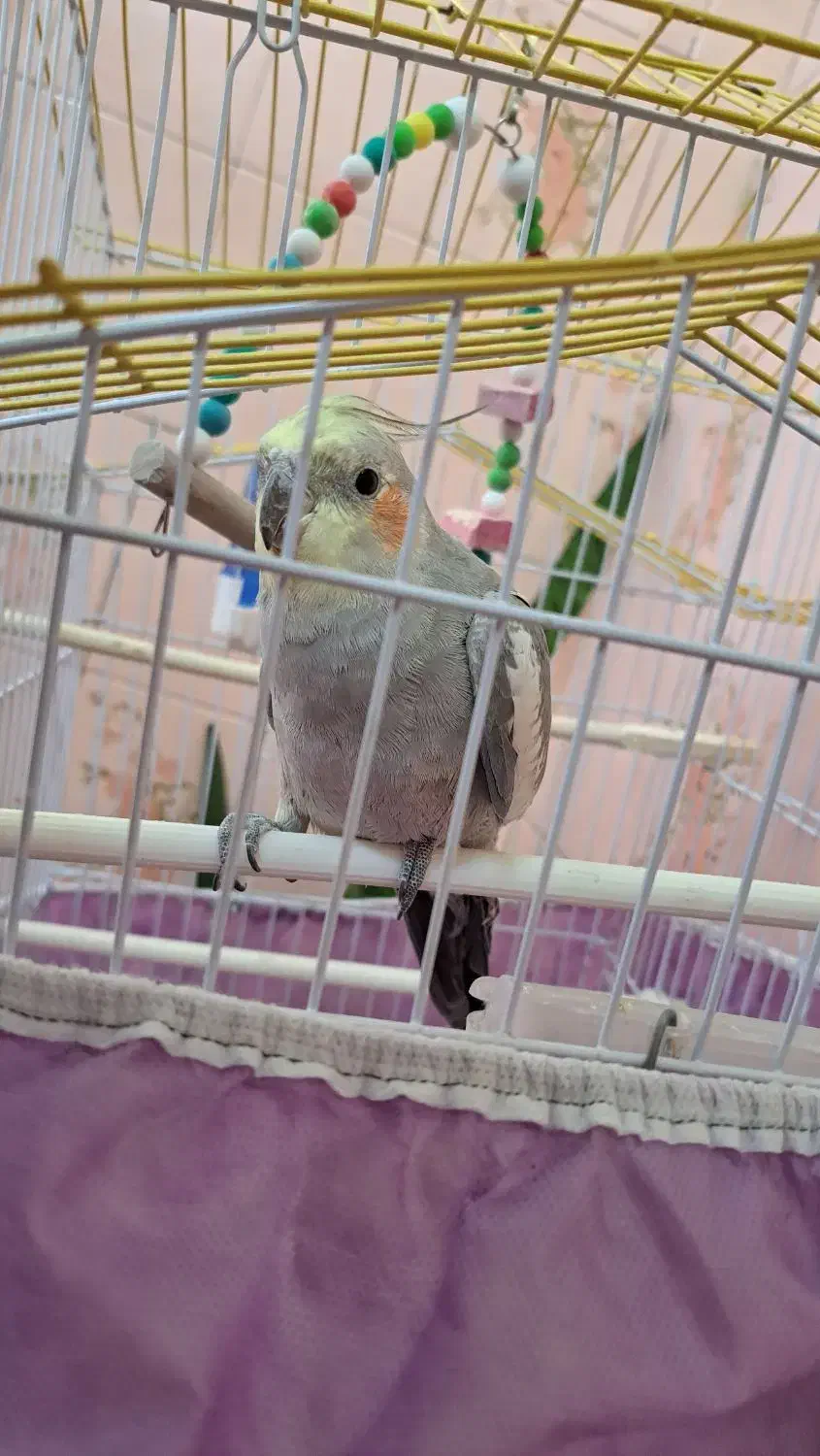 عروس هلندی با قفس|پرنده|میانه, |دیوار