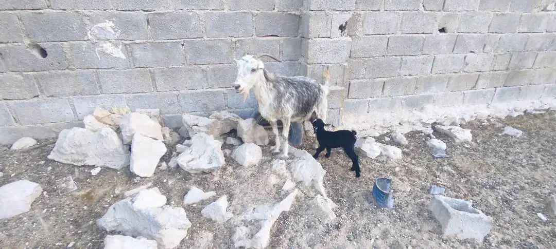 بزهاتازهزایدهجوانتمیز|حیوانات مزرعه|جم, |دیوار