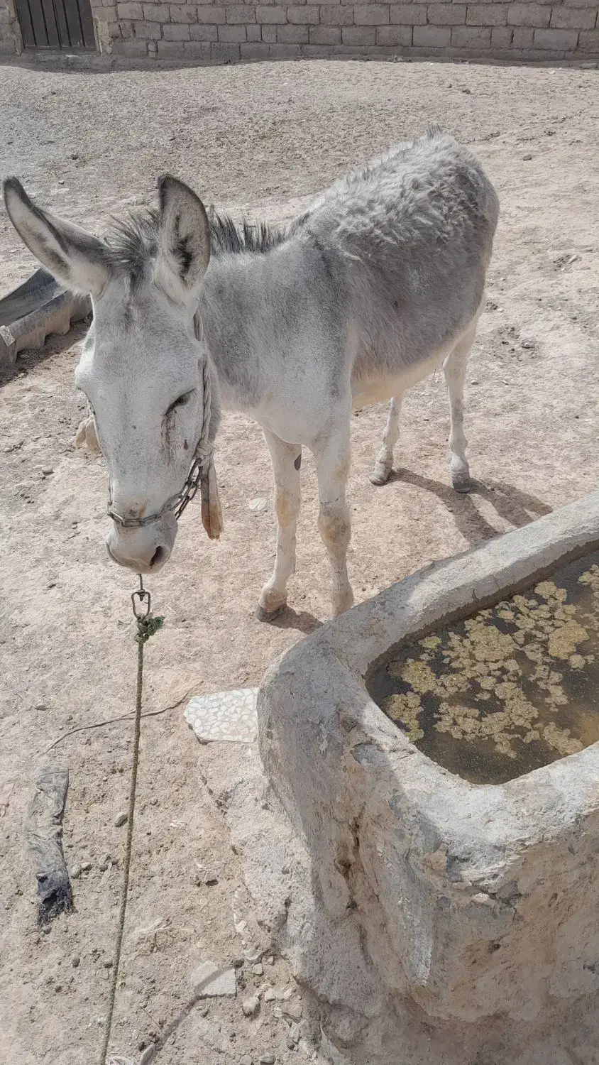 الاغ نر|حیوانات مزرعه|قرقری, |دیوار