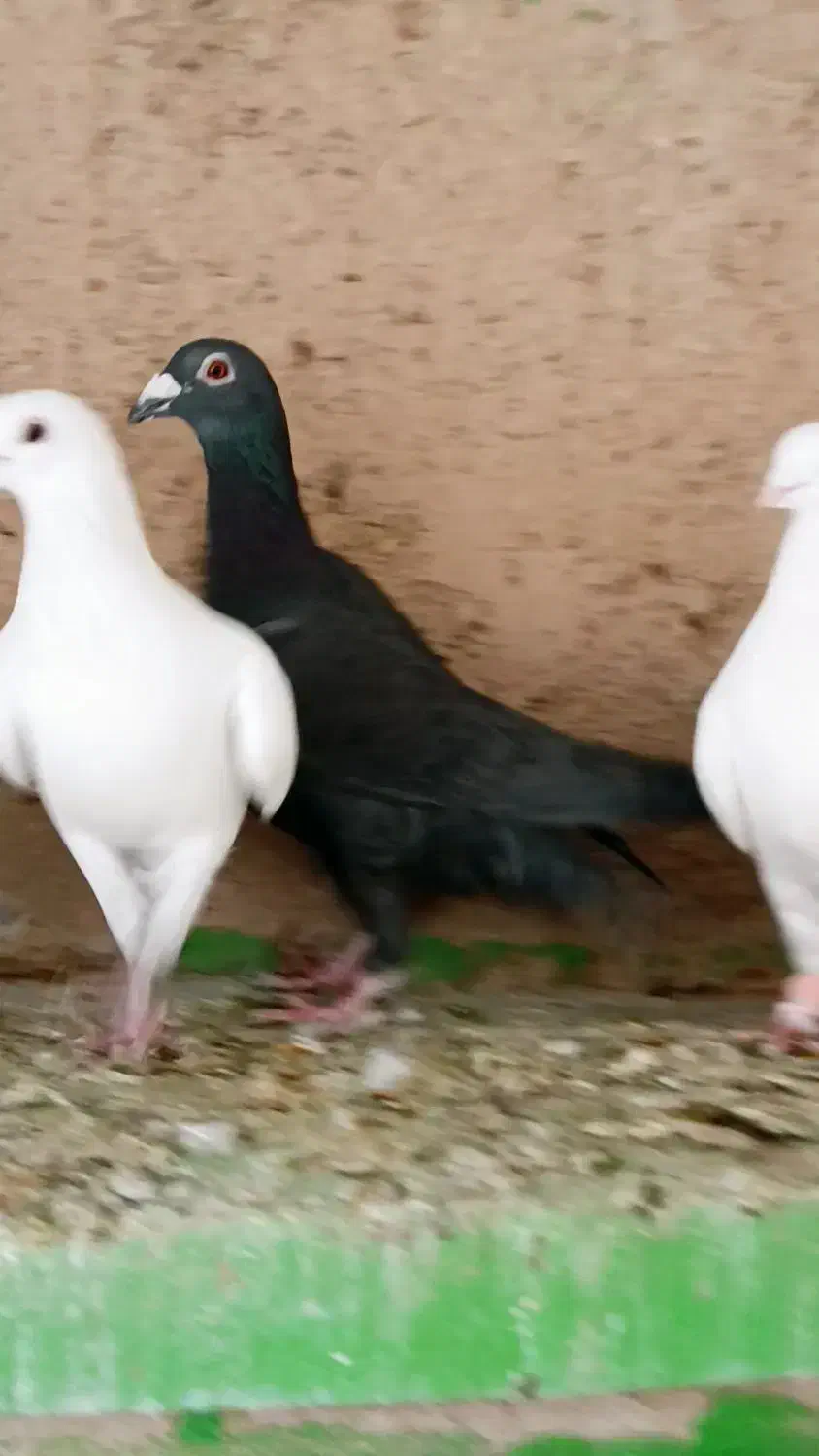 دسته ابلغ سفید|پرنده|شیراز, شهرک قمشه|دیوار