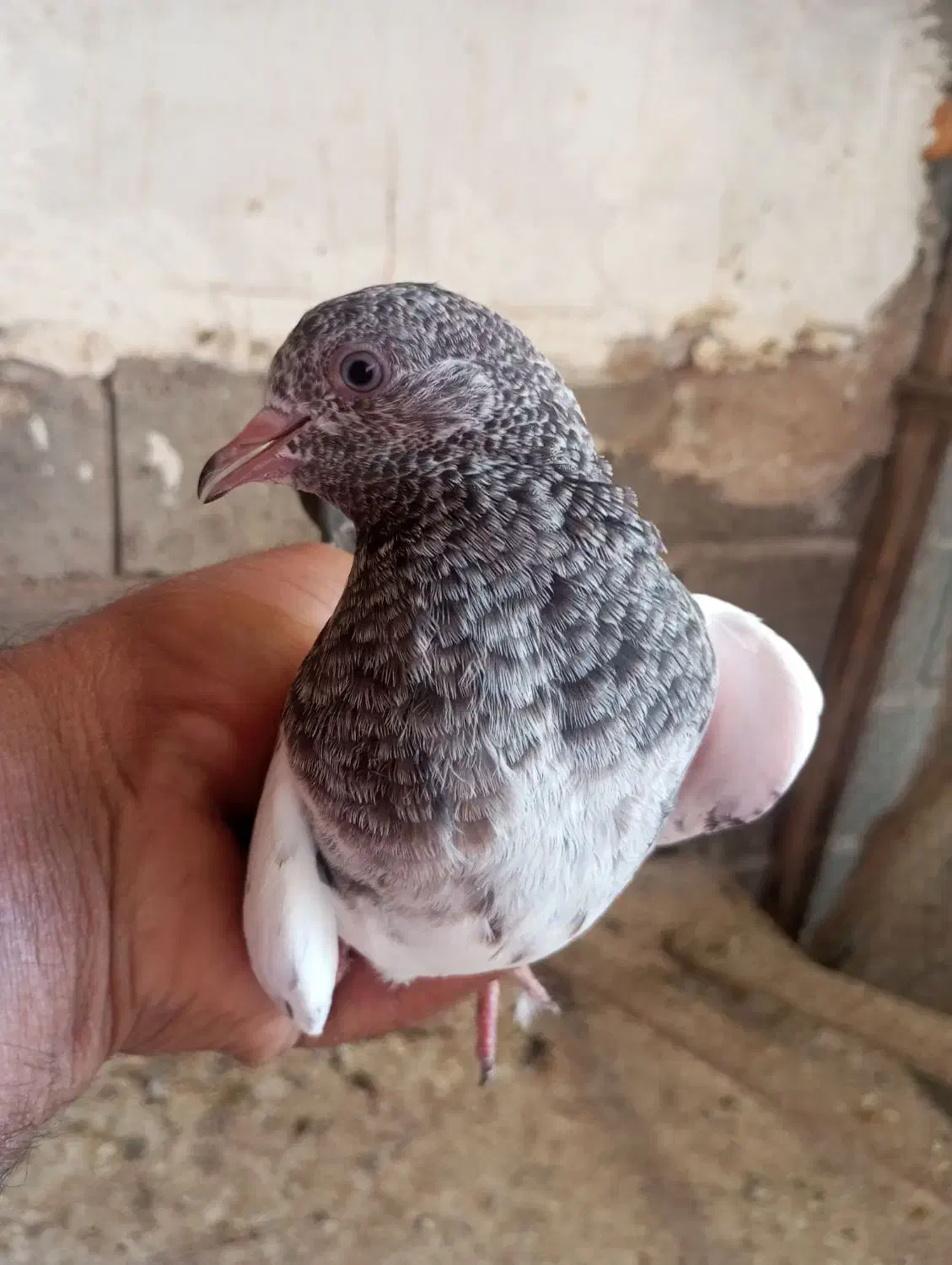 بهترینها پرشی باهوش فروش فوری|پرنده|بندرلنگه, |دیوار