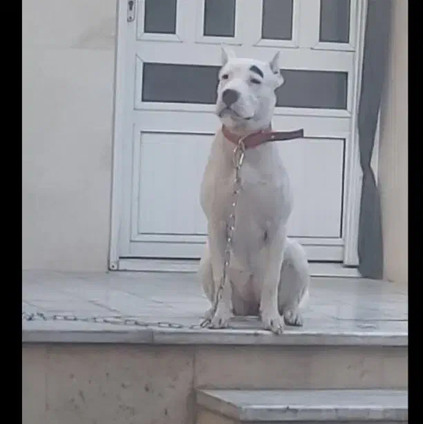 سگ دوگو آرژانتین|سگ|فیروزکوه, |دیوار