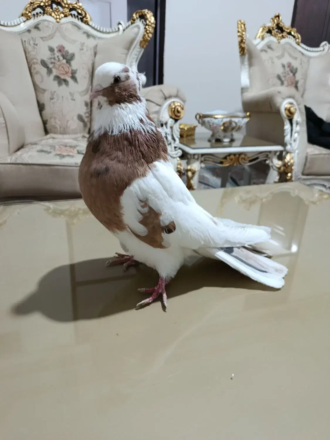 کبوتر نقابی|پرنده|کرمانشاه, |دیوار