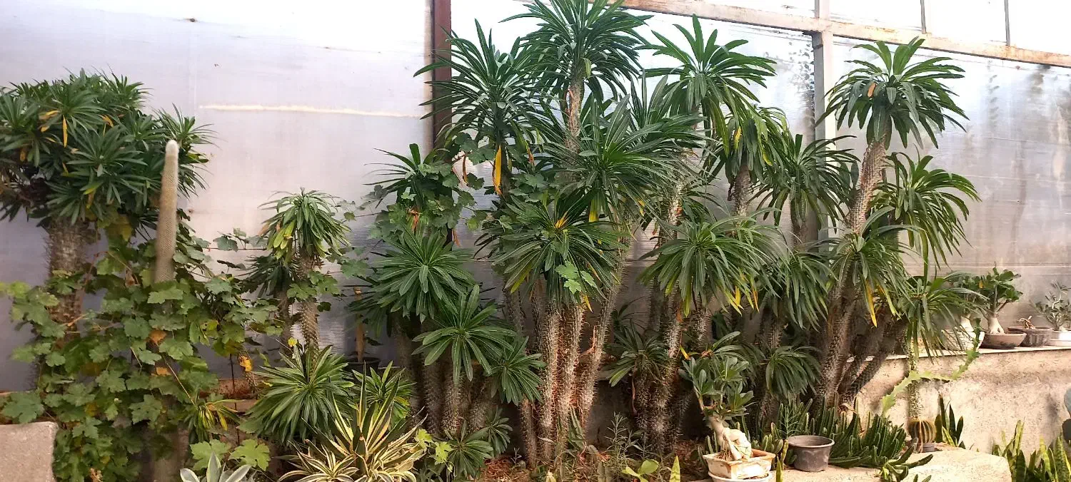 گل و کاکتوس|گل و گیاه طبیعی|چهاردانگه (تهران), |دیوار