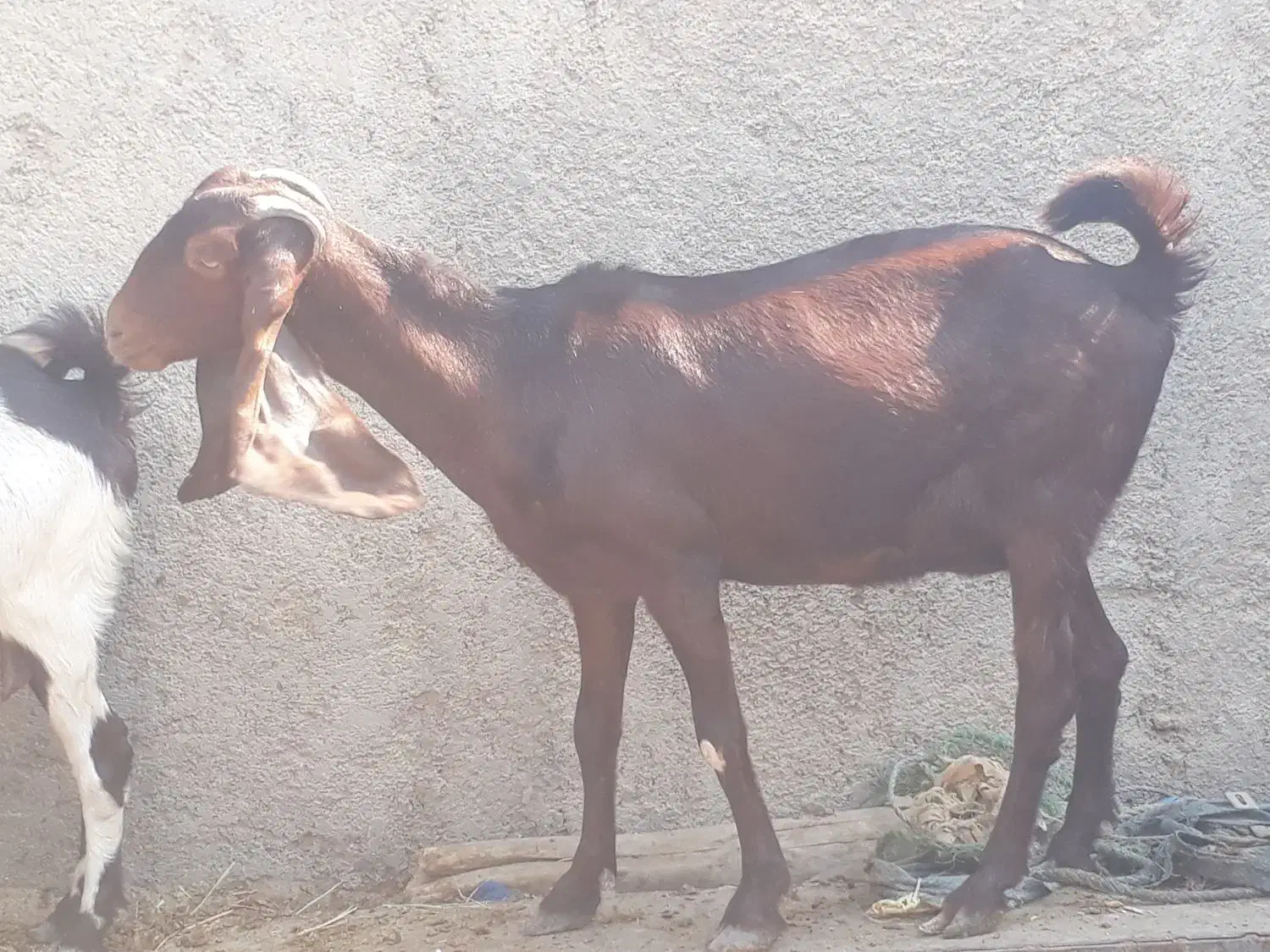 ۵ راس بز افغانی ۴ ماده ابستن ویک نر در سربندر|حیوانات مزرعه|بندر ماهشهر, |دیوار