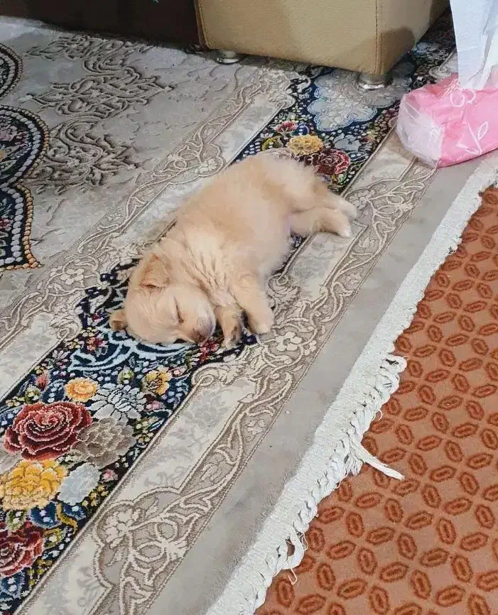 مالتیپو|سگ|قم, انسجام|دیوار