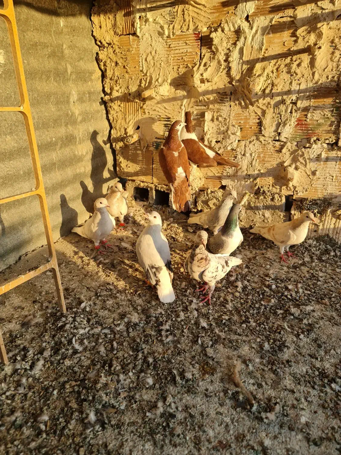 گفتر رنگه سار سرور دم سفید ساده خوشگل|پرنده|مشهد, نوید|دیوار