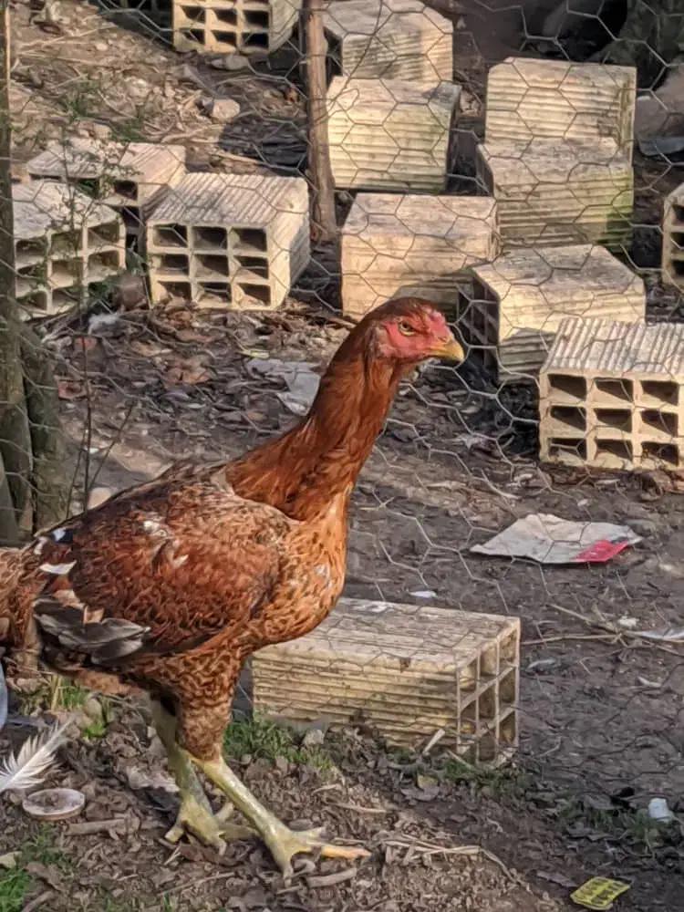 مرغ لاری افغان اصیل|حیوانات مزرعه|رشت, فرزانه|دیوار