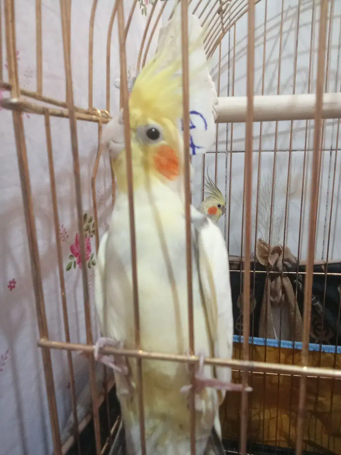 عروس هلندی|پرنده|قدس, شهرقدس|دیوار