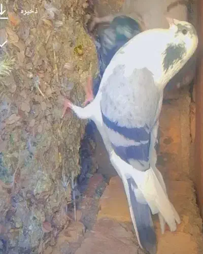 کبوتر|پرنده|بیرجند, |دیوار