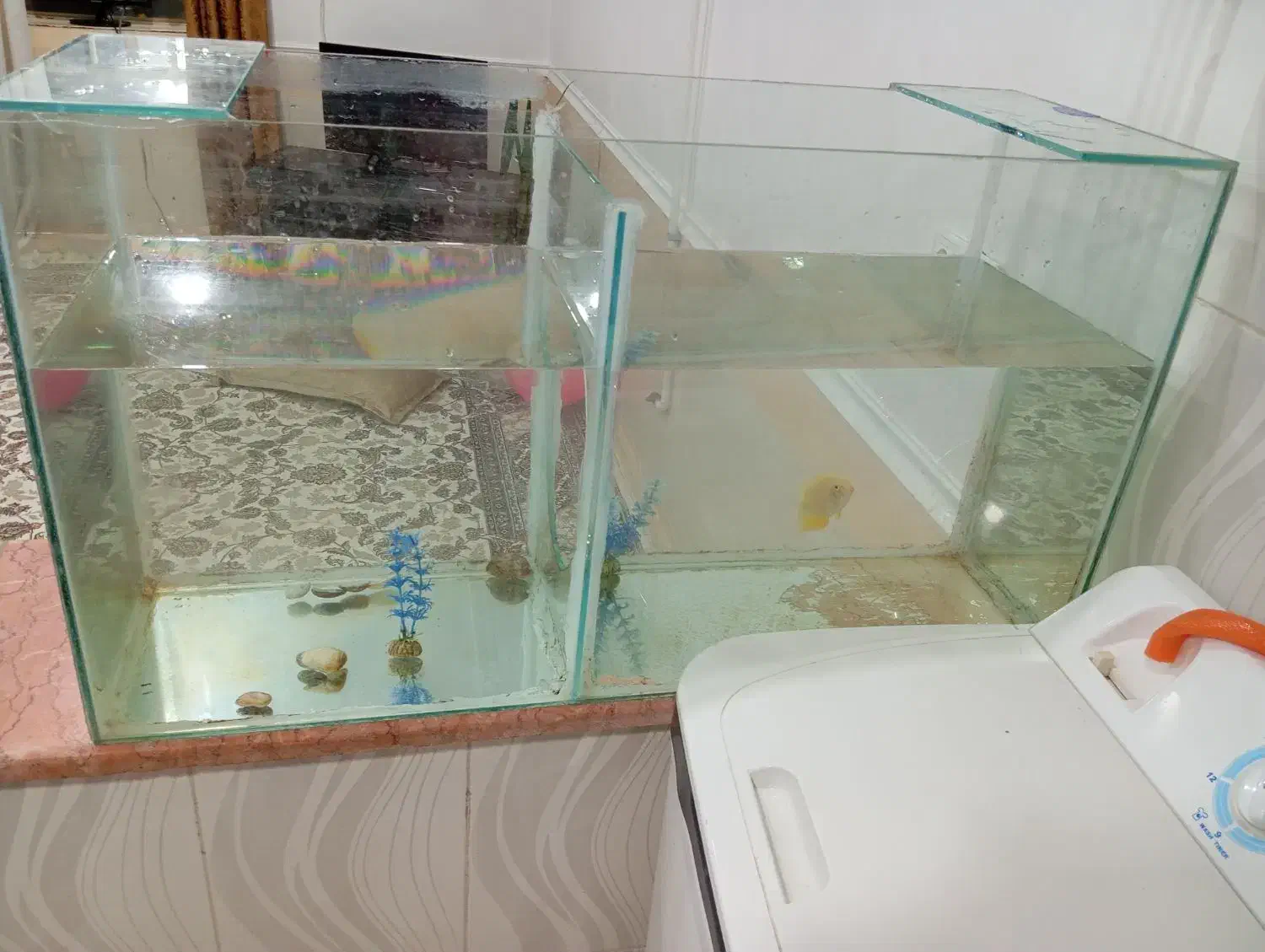 تنگ ماهی بزرگ به فروش می‌رسد|ماهی|مسجد سلیمان, |دیوار