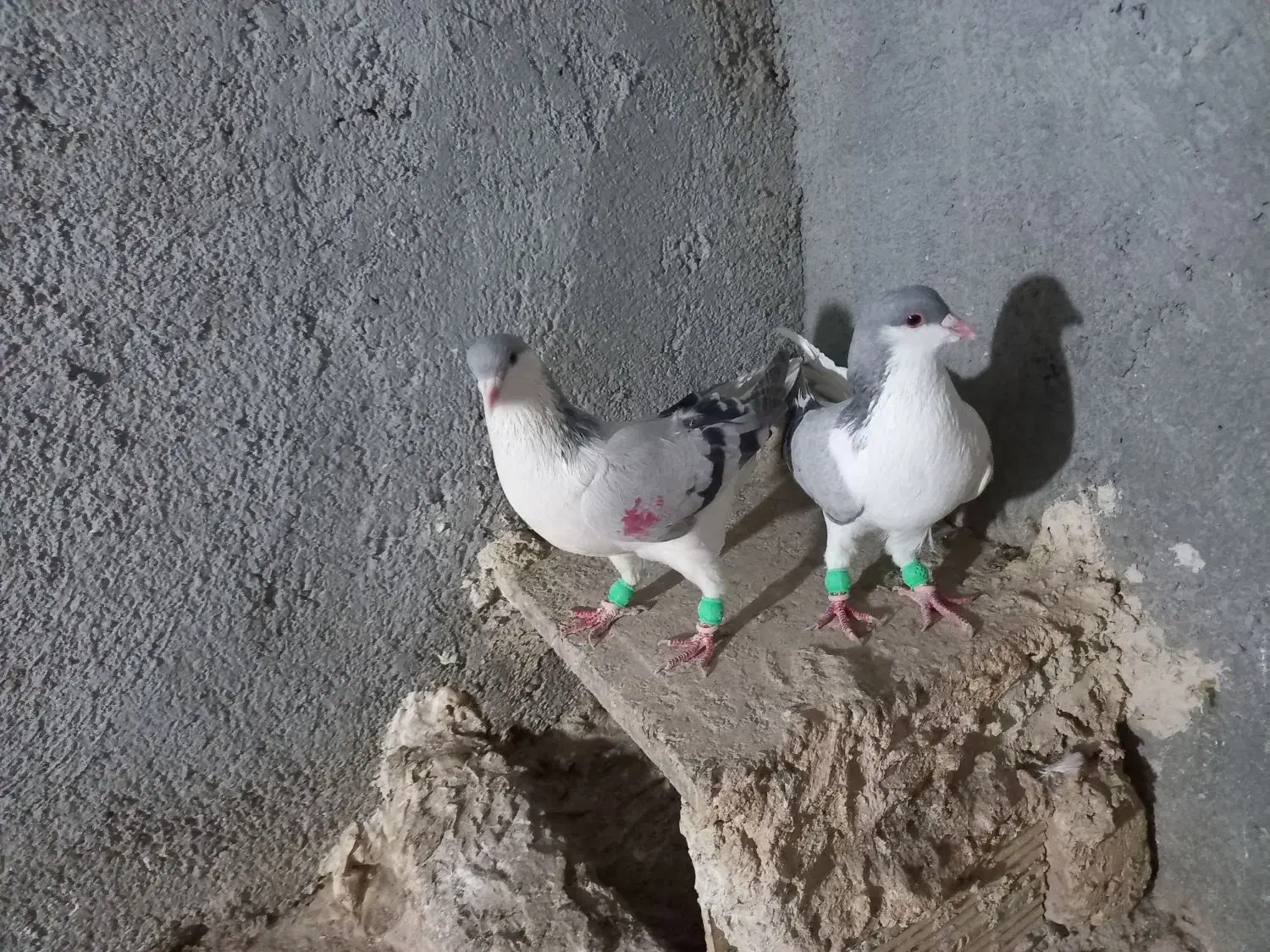 کبوتررنگی وهفترنگ|پرنده|تاکستان, |دیوار