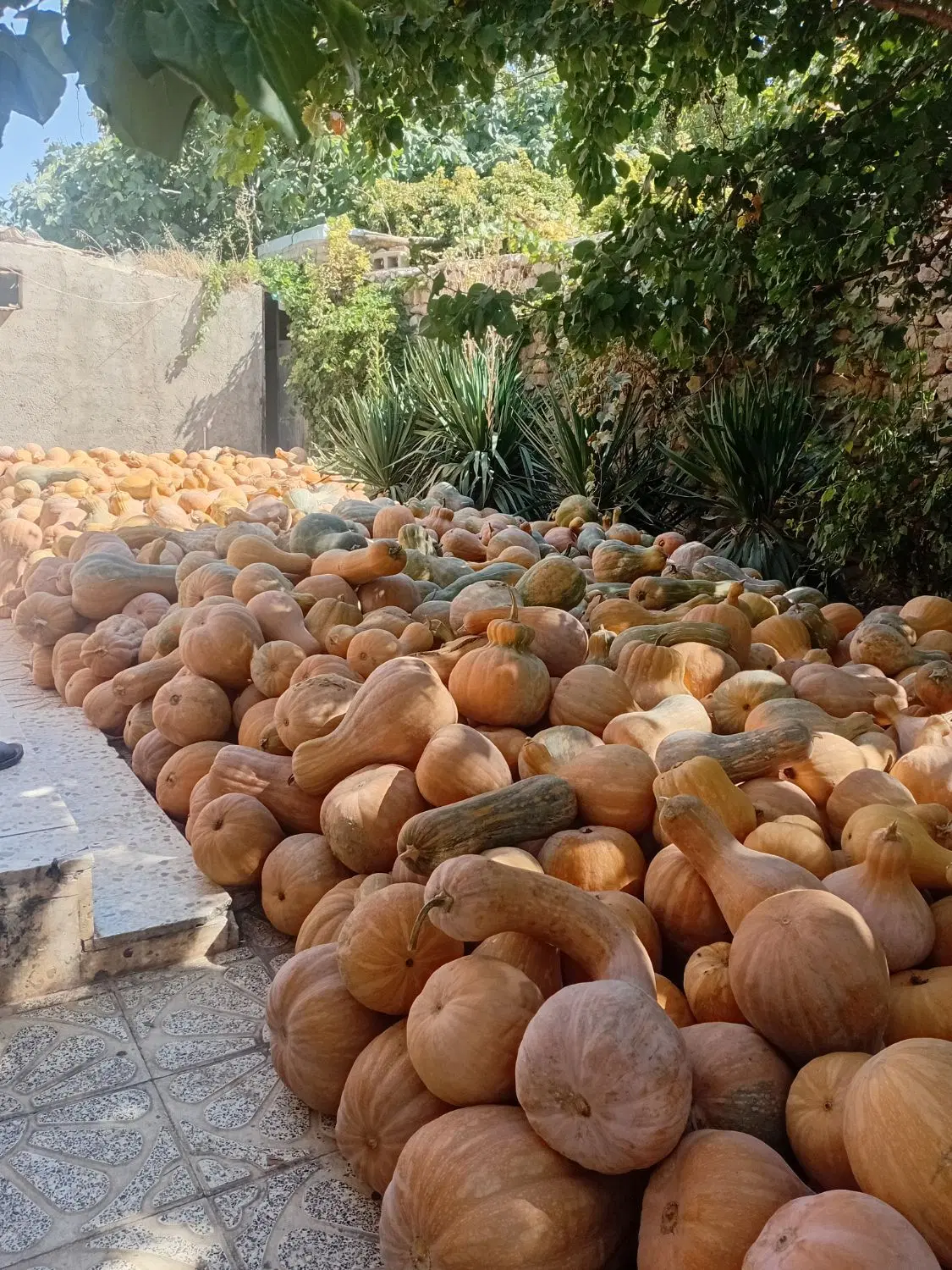 کدو|عمده‌فروشی|آشخانه, |دیوار