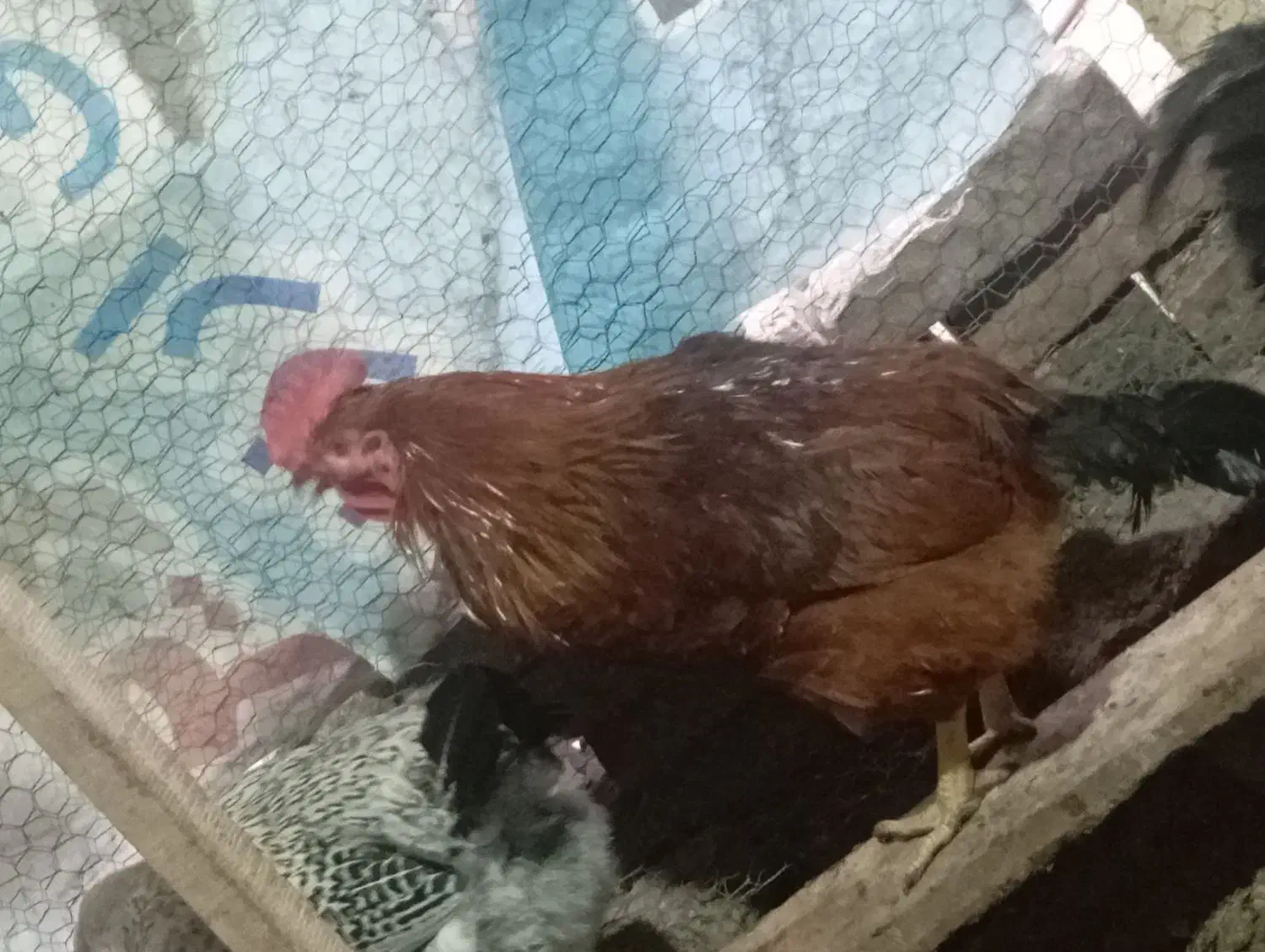 خروس|حیوانات مزرعه|آمل, |دیوار