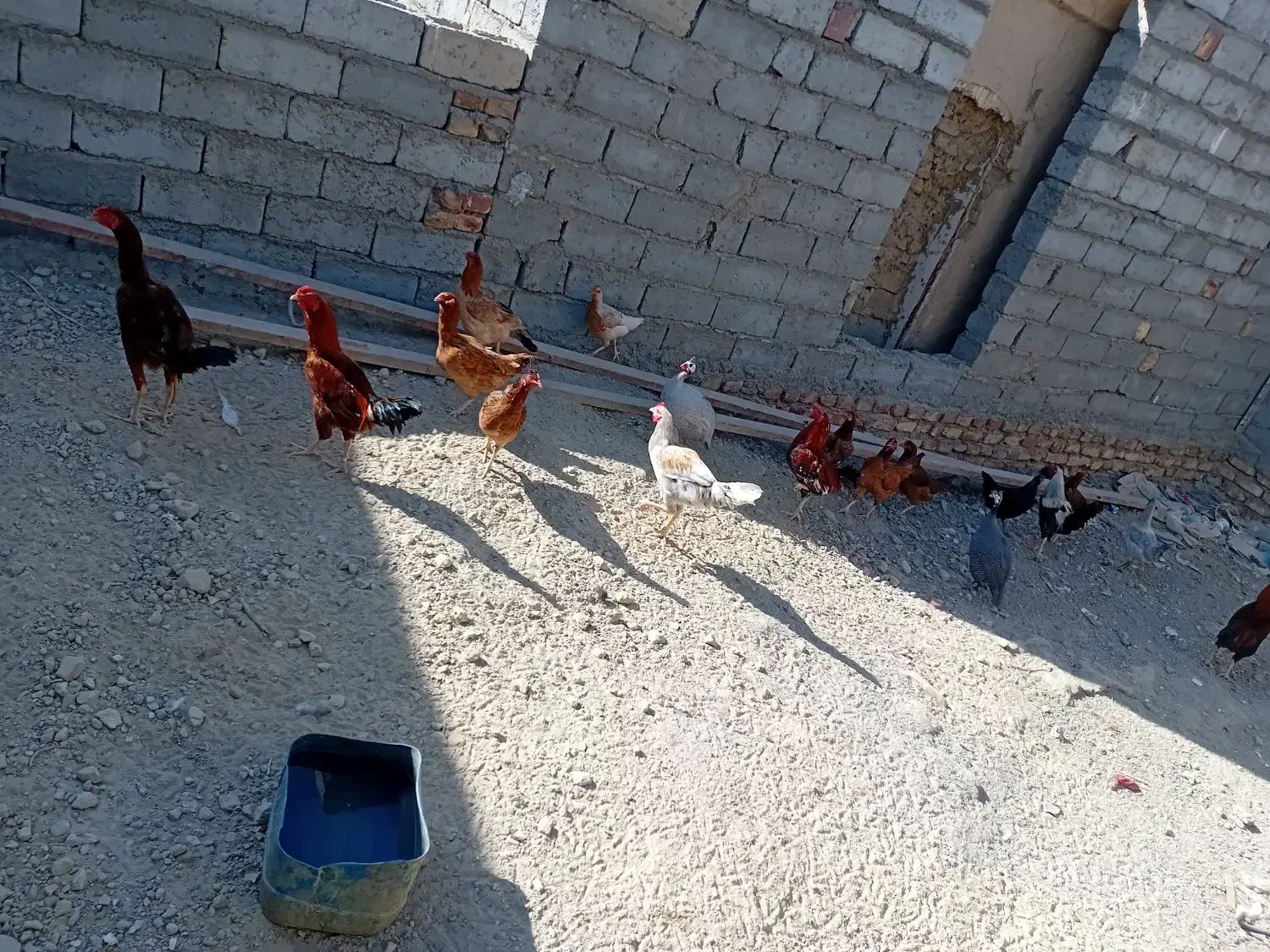 مرغ وخروس|حیوانات مزرعه|زهک, |دیوار