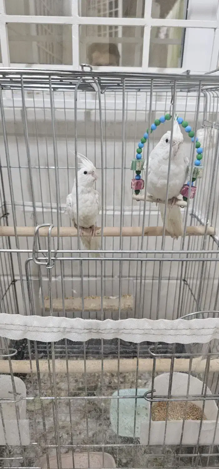 عروس هلندی تازه دونخور شده|پرنده|بندر کنگان, |دیوار