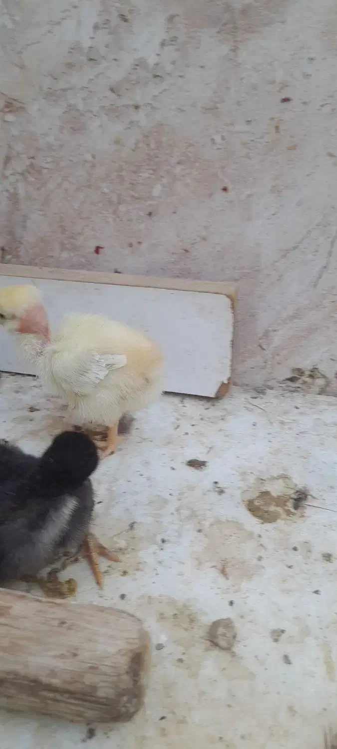 جوجه و مرغ و خروس لاری بوقلمون|حیوانات مزرعه|زابل, |دیوار