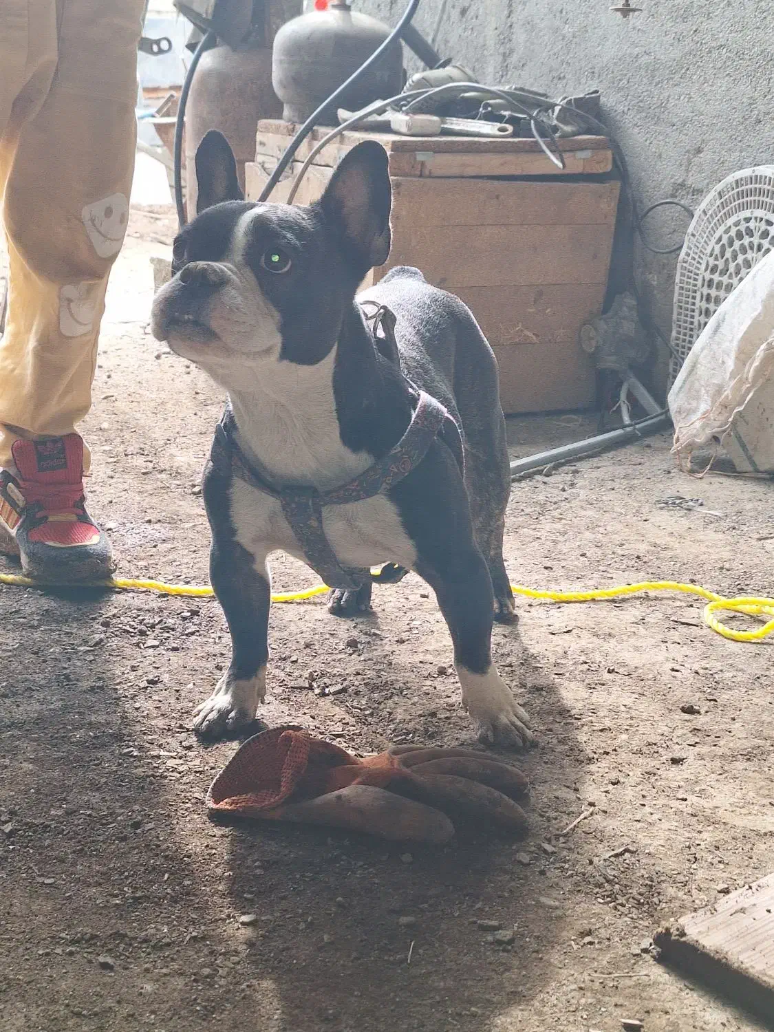 سگ پیدا شده|حیوانات|میاندوآب, |دیوار